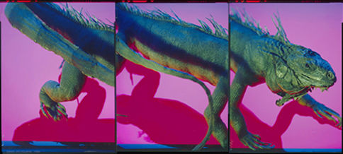 Iguana <br> 43x96 cm <br> Archival Inkjet print <br> Color of the 3rd Kind <br> 1992 <br> 