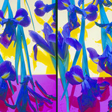 Irises II <br> 58x90 cm <br> Archival In... <br> Color of th... <br> 1992 <br> 